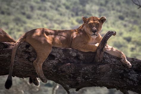 Things to Do in Arusha